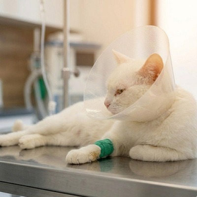 Dežurni veterinar Novi Sad