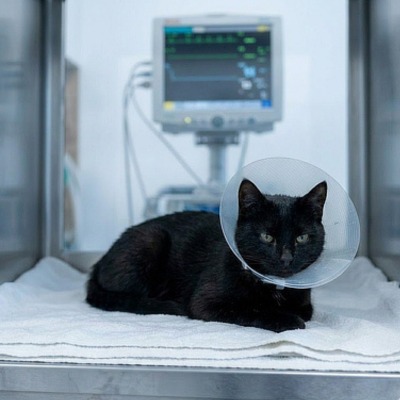 Dežurni veterinar Novi Sad