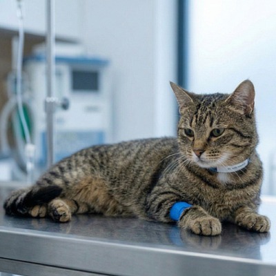 Dežurni veterinar Novi Sad